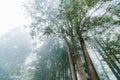 Japanese Cedar trees in the forest that see from below in Alishan National Forest Recreation Area in Chiayi County, Alishan.