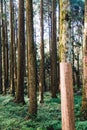 Japanese Cedar trees that warp with burlap to prevent winter browning in the forest in Alishan National Forest Recreation Area. Royalty Free Stock Photo