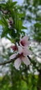 Japanese cheery blossom closeup with blur background