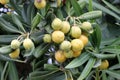 Japanese cheesewood in fruiting stage, Pittosporum tobira