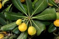 Japanese cheesewood in fruiting stage, Pittosporum tobira Royalty Free Stock Photo