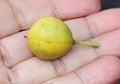 Japanese cheesewood in fruiting stage, Pittosporum tobira