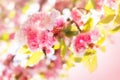 Japanese cherry blooming - flowering Royalty Free Stock Photo