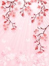 Japanese cherry blossom