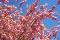 Japanese cherry blossom Royalty Free Stock Photo