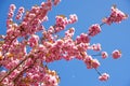 Japanese cherry blossom Royalty Free Stock Photo
