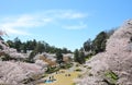 Japanese cherry blossom flower nature background hanami picnic Japan
