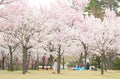 Japanese cherry blossom flower nature hanami picnic Japan