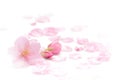 Japanese cherry blossom and petals isolated on white background Royalty Free Stock Photo