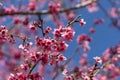 Japanese cherry blossom or pink sakura flower blooming during spring season with bright blue sky background Royalty Free Stock Photo