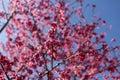 Japanese cherry blossom or pink sakura flower blooming during spring season with bright blue sky background Royalty Free Stock Photo