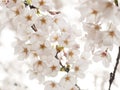 Japanese Cherry Blossom (Sakura)