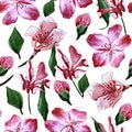 Japanese cherry blossom sakura flowers watercolor seamless pattern Royalty Free Stock Photo