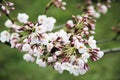 Japanese Cherry Blossom at Sakura Park in Vilnius Lithuania Royalty Free Stock Photo