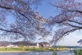 Japanese cherry Blossom & x28;Sakura tree& x29; spring season or hanabi season in japan, outdoor garden background Royalty Free Stock Photo