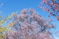 Japanese cherry Blossom or Sakura tree spring season or hanabi season in japan, outdoor pastel color background