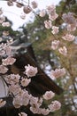 Japanese cherry Blossom (Sakura tree) spring season or hanabi season in japan, outdoor pastel color background