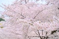 Japanese cherry Blossom (Sakura tree) spring season or hanabi season in japan, outdoor pastel color background