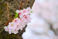 Japanese cherry Blossom (Sakura tree) spring season or hanabi season in japan, outdoor pastel color background Royalty Free Stock Photo