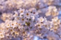 Japanese cherry Blossom or Sakura tree spring season or hanabi season in japan, outdoor pastel color background