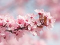 Japanese Cherry Blossom Royalty Free Stock Photo