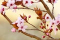 Japanese cherry blossom Royalty Free Stock Photo
