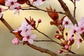 Japanese cherry blossom Royalty Free Stock Photo
