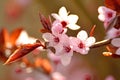 Japanese cherry blossom Royalty Free Stock Photo