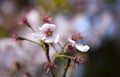 Japanese cherry blossom tree in garden. Royalty Free Stock Photo