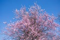 Japanese cherry blossom tree in spring. Sakura on blue springtime sky. background Copy space and empty space for Royalty Free Stock Photo