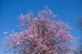 Japanese cherry blossom tree in spring. Sakura on blue springtime sky. background Copy space and empty space for Royalty Free Stock Photo