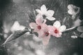 Japanese cherry blossom Royalty Free Stock Photo