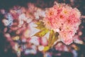 Japanese cherry blossom Royalty Free Stock Photo