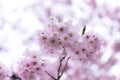 Japanese cherry Blossom & x28;Sakura tree& x29; spring season or hanabi se