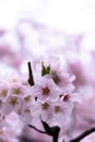 Japanese cherry Blossom & x28;Sakura tree& x29; spring season or hanabi se Royalty Free Stock Photo