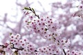 Japanese cherry Blossom & x28;Sakura tree& x29; spring season or hanabi se Royalty Free Stock Photo