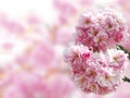 Japanese cherry blossoms Royalty Free Stock Photo