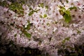 Japanese Cherry Blossoms