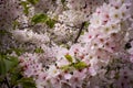 Japanese Cherry Blossoms