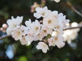 Japanese Cherry Blossoms in Bloom