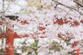 Japanese cherry blossoms Royalty Free Stock Photo