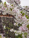 Cherry Blossoms and castle wall