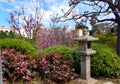 Japanese Cherry Blossoms and Garden Royalty Free Stock Photo