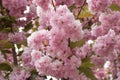 Japanese cherry blossoms Royalty Free Stock Photo