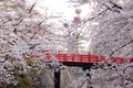 Japanese cherry blossoms are seen with red bridge, Japan Royalty Free Stock Photo