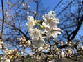 Japanese cherry blossoms, someiyoshino flowers.