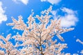 Japanese cherry blossoms. Spring concept. Royalty Free Stock Photo