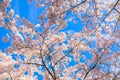 Japanese cherry blossoms. Spring concept. Royalty Free Stock Photo