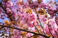 Japanese cherry blossoms the very nice red spring flowers close up Royalty Free Stock Photo