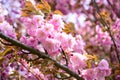 Japanese cherry blossoms the very nice red spring flowers close up Royalty Free Stock Photo